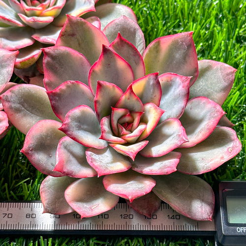 新入荷 多肉植物 エケベリア 月光の女神錦 超美苗 レア種 大株 多肉