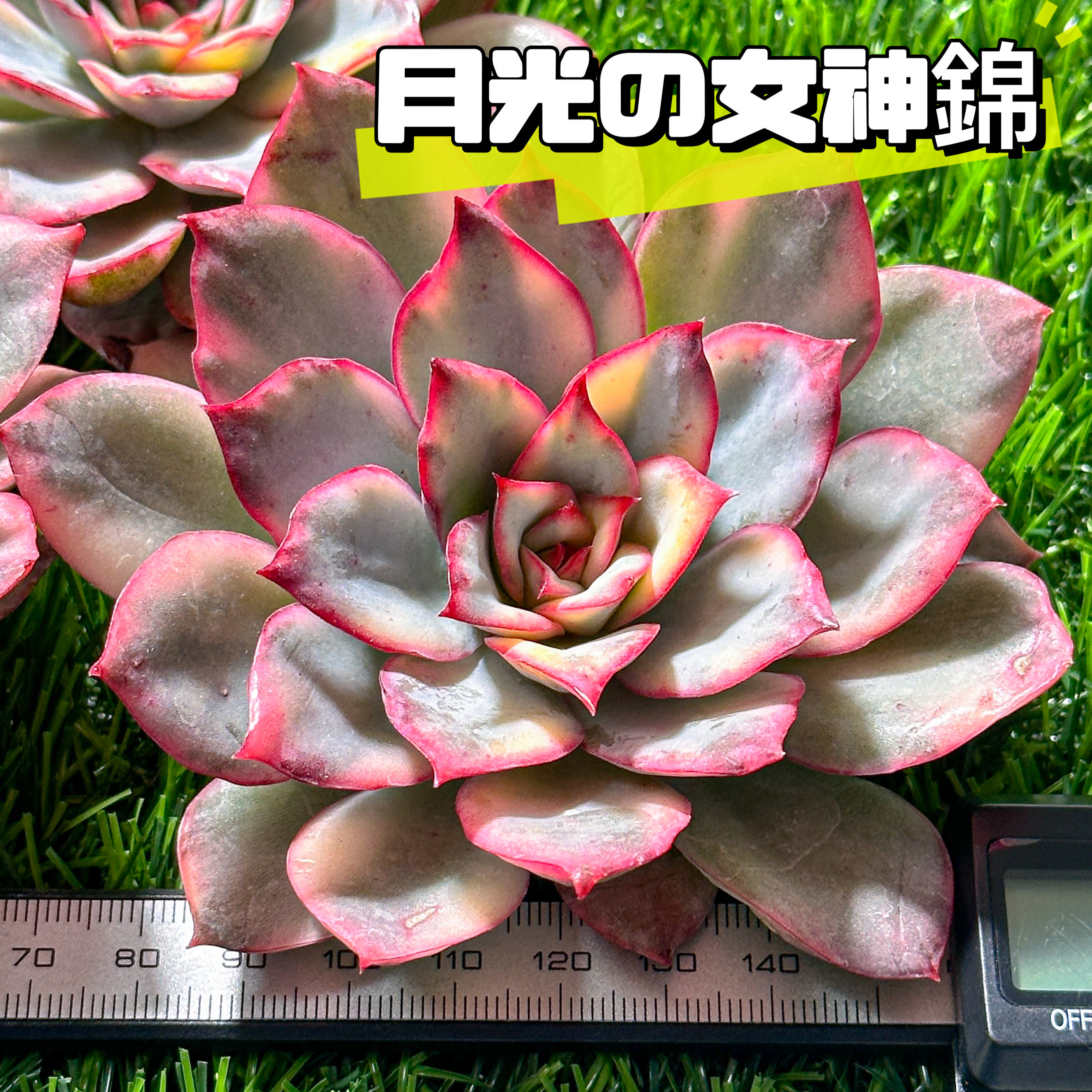 ツナミ錦　美斑入り　多肉植物　エケベリア レア マーガレットレッピン錦 美斑入り エケベリア 超美苗 多肉植物