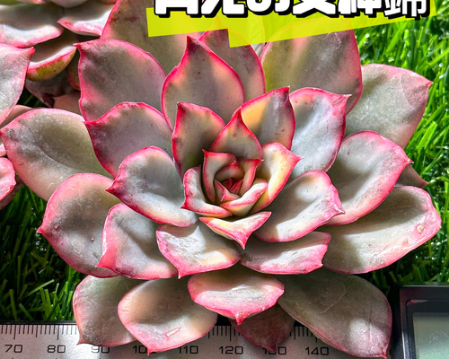 新入荷 多肉植物 エケベリア 月光の女神錦 超美苗 レア種 大株