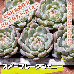 Top【選抜株】多肉植物　21901スノーフレーク　ジェニーHyb16個　鉢無し 3d9ab20bf8b8cc20b0dc2cd5693329