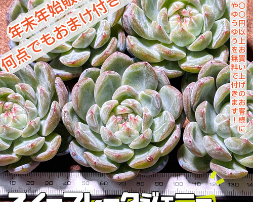 年末年始販売会 多肉植物 エケベリア スノーフレークジェニー 超美苗