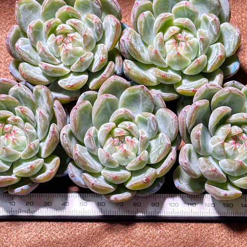 年末年始販売会 多肉植物 エケベリア スノーフレークジェニー 超美苗