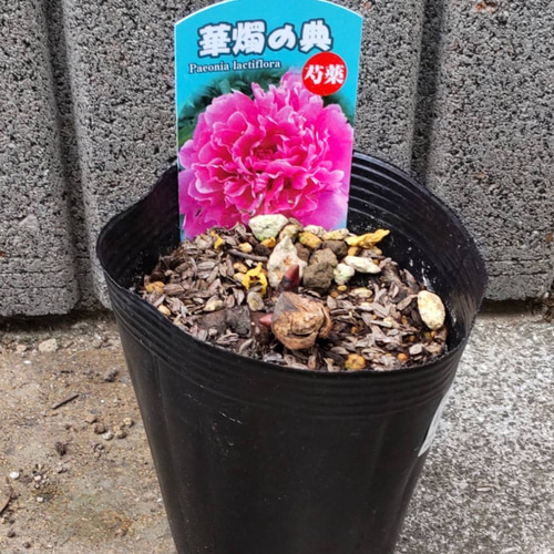 牡丹【華燭の典】マゼンタに近い濃いピンク八重咲のボリュームある花