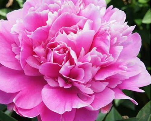 牡丹【華燭の典】マゼンタに近い濃いピンク八重咲のボリュームある花