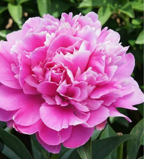 牡丹【華燭の典】マゼンタに近い濃いピンク八重咲のボリュームある花