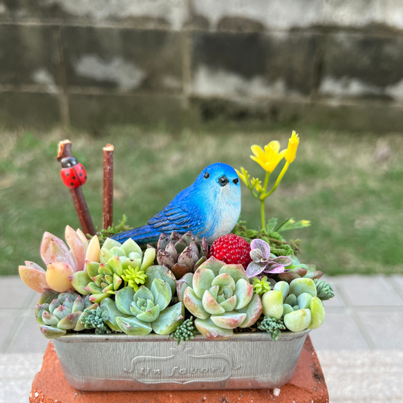 ☆送料無料♡そのまま飾れる♡幸せを運ぶ青い鳥さんの可愛い多肉植物  