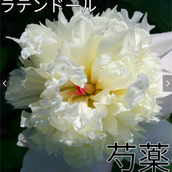 沈丁花【信濃錦A】中央に緑が入る 3色カラーが楽しめる覆輪