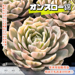 多肉植物　オンスロー錦　美苗　群生　抜き苗 新入荷 大人気 多肉植物 エケベリア オンスロー錦 超美苗 レア種 大株