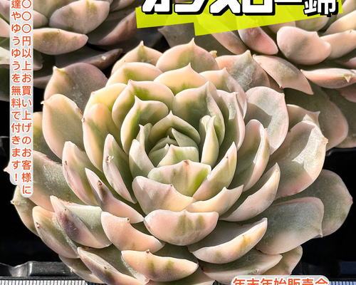 年末年始販売会 多肉植物 エケベリア オンスロー錦 超美苗 レア種 多肉