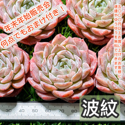 年末年始販売会 多肉植物 エケベリア 波紋 超美苗 レア種 多肉植物