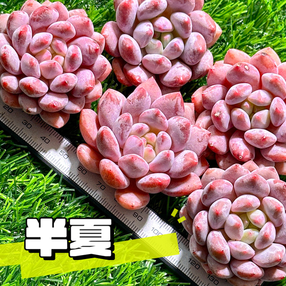 新入荷 多肉植物 エケベリア 半夏 超美苗 レア種 多肉植物