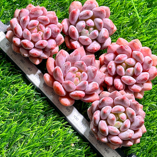 新入荷 多肉植物 エケベリア 半夏 超美苗 レア種 多肉植物