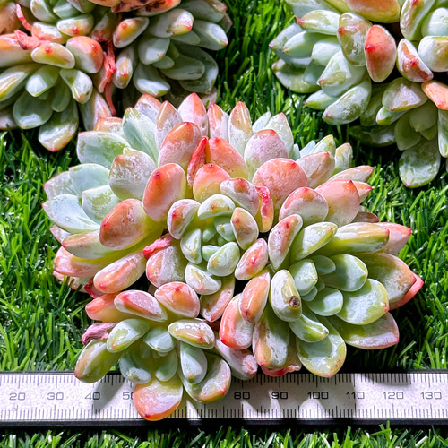 新入荷 多肉植物 エケベリア 冷香 超美苗 レア種 特大株 多肉