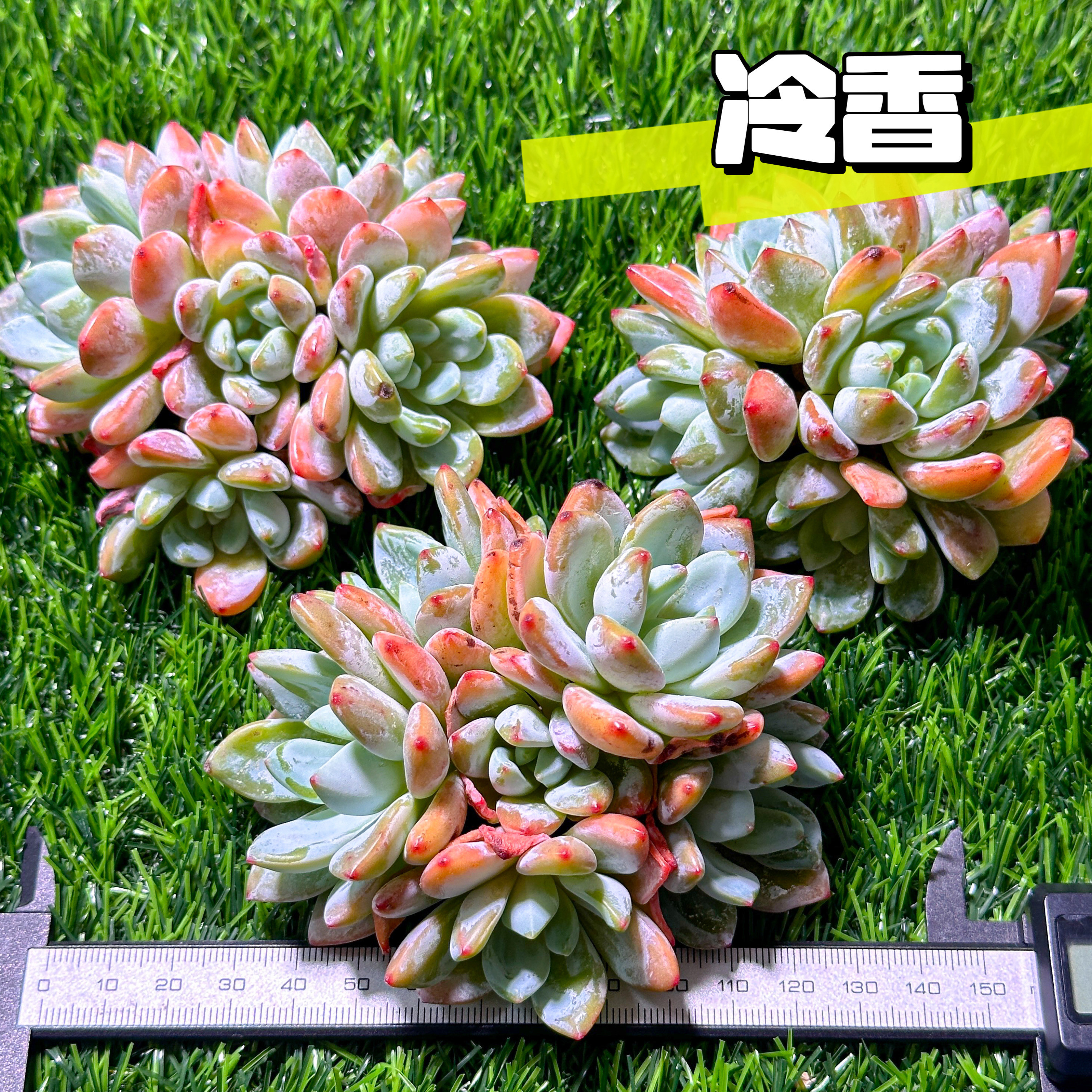 多肉植物 フローレンス錦 カット苗 極美斑、超美苗 多肉植物