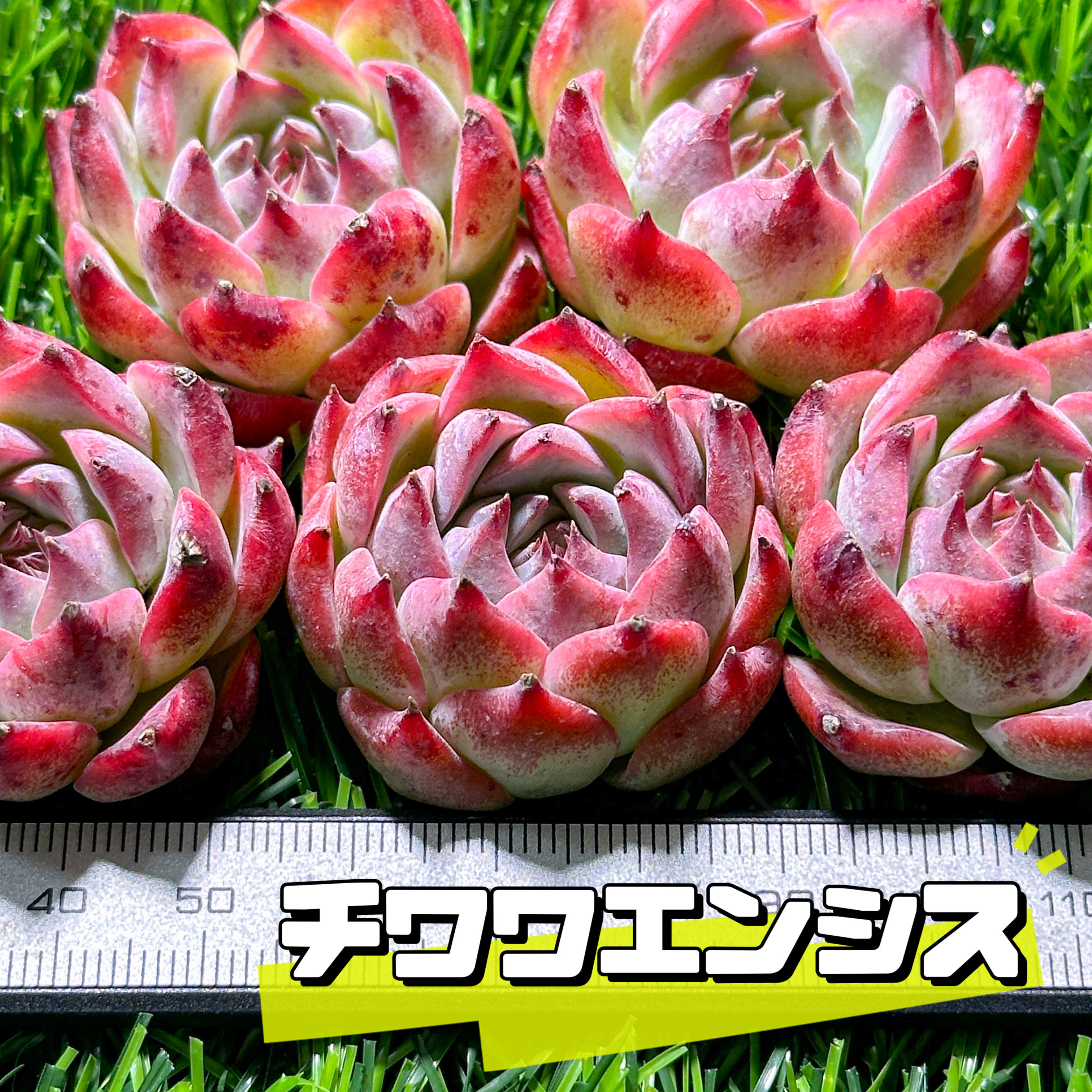 多肉植物 はねのけ hmエケベリア レモンベリー×チワワエンシス 多肉 