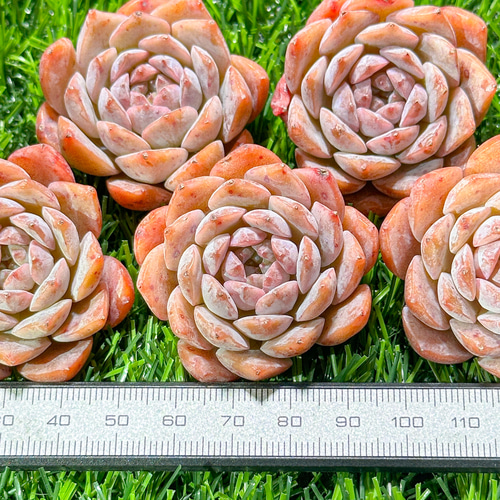 年末年始販売会 多肉植物 エケベリア グレイスサプライズ 超美苗 レア