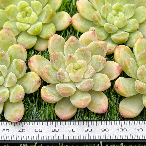新入荷 多肉植物 エケベリア グリーンソルト 超美苗 レア種 多肉
