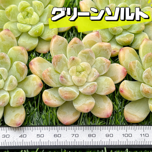 新入荷 多肉植物 エケベリア グリーンソルト 超美苗 レア種 多肉