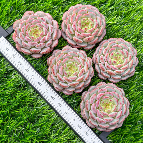 新入荷 多肉植物 エケベリア ホワイトファット 超美苗 レア種 新入荷 多肉植物 エケベリア ホワイトファット 超美苗 レア種