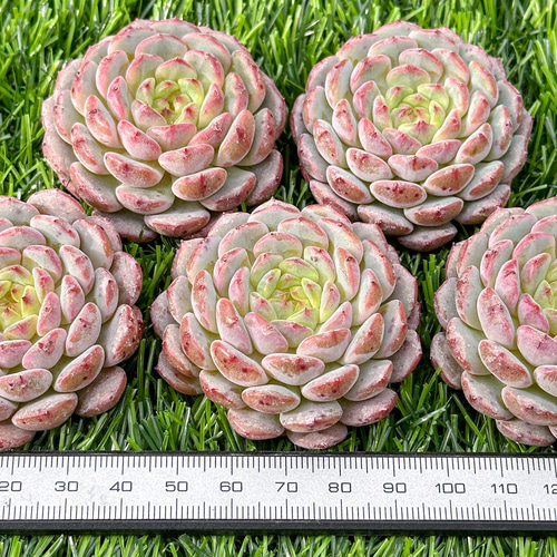 新入荷 多肉植物 エケベリア ホワイトファット 超美苗 レア種