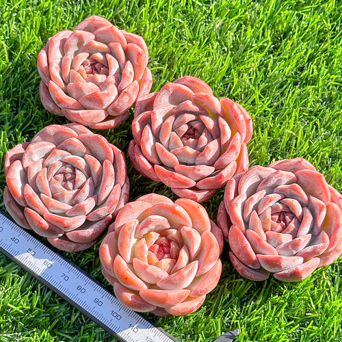 新入荷 多肉植物 エケベリア ライチピンク 超美苗 レア種 多肉 新入荷 多肉植物 エケベリア ライチピンク 超美苗 レア種 多肉