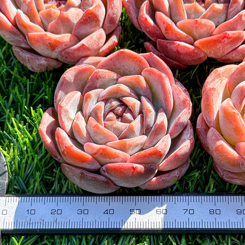 新入荷 多肉植物 エケベリア ライチピンク 超美苗 レア種 多肉 新入荷 多肉植物 エケベリア ライチピンク 超美苗 レア種 多肉