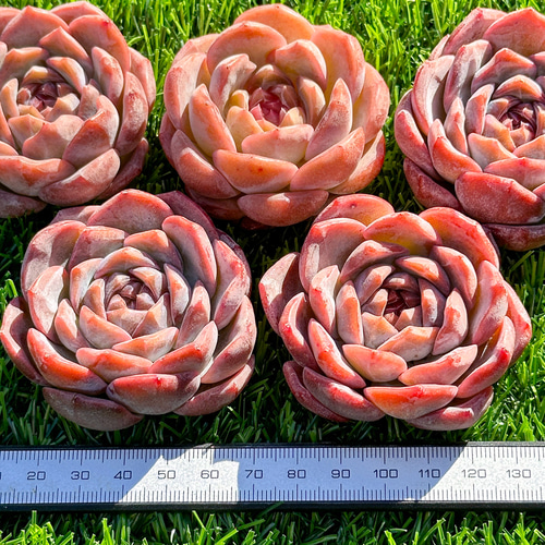 新入荷 多肉植物 エケベリア ライチピンク 超美苗 レア種 多肉 新入荷 多肉植物 エケベリア ライチピンク 超美苗 レア種 多肉