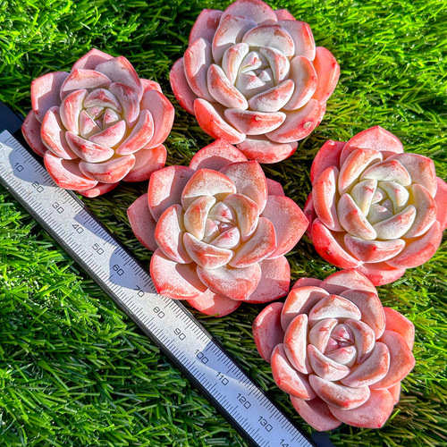 年末年始販売会 多肉植物 エケベリア フロストフラワー 超美苗 レア種