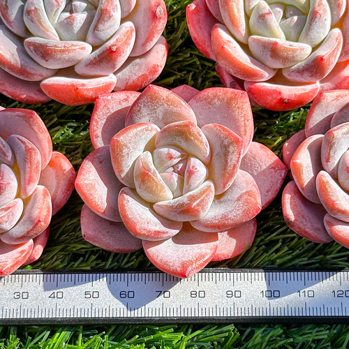 年末年始販売会 多肉植物 エケベリア フロストフラワー 超美苗 レア種