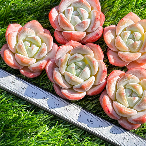 多肉植物❤レア❤ハッピー❤抜き苗 新入荷 多肉植物 エケベリア 桃樂滋 超美苗 レア種 多肉植物