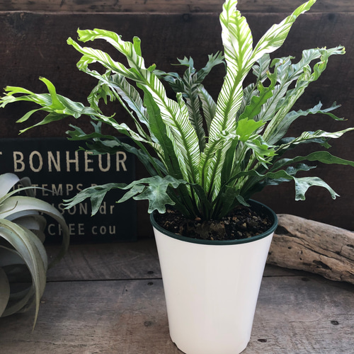 アスプレニウム♡ ニダス♡バリエガータ♡斑入り♡4号ポット アート