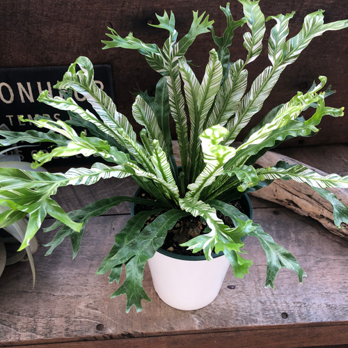 レア♡アスプレニウム ニダス バリエガータ♡3号♡ポットごと宅急便