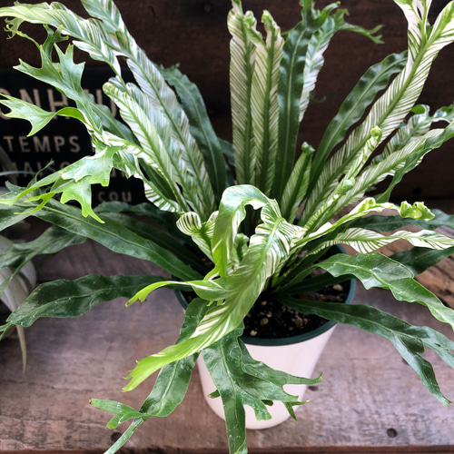 アスプレニウム♡ ニダス♡バリエガータ♡斑入り♡4号ポット アート