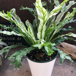 d7a559f67cbafb0a7861fe7fd9362c