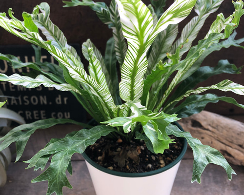 レア♡アスプレニウム　ニダス　バリエガータ♡3号♡ポットごと宅急便コンパクト アスプレニウム・ニダス・バリエガータ 観葉植物 3号 | 観葉植物と雑貨