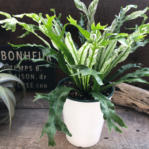 アスプレニウム♡ ニダス♡バリエガータ♡斑入り♡4号ポット アート