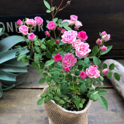 ドライフラワー❇️ミニバラ❣️訳あり ドライフラワー❣️ミニバラ 訳あり - 押し花・ドライフラワー花材最低