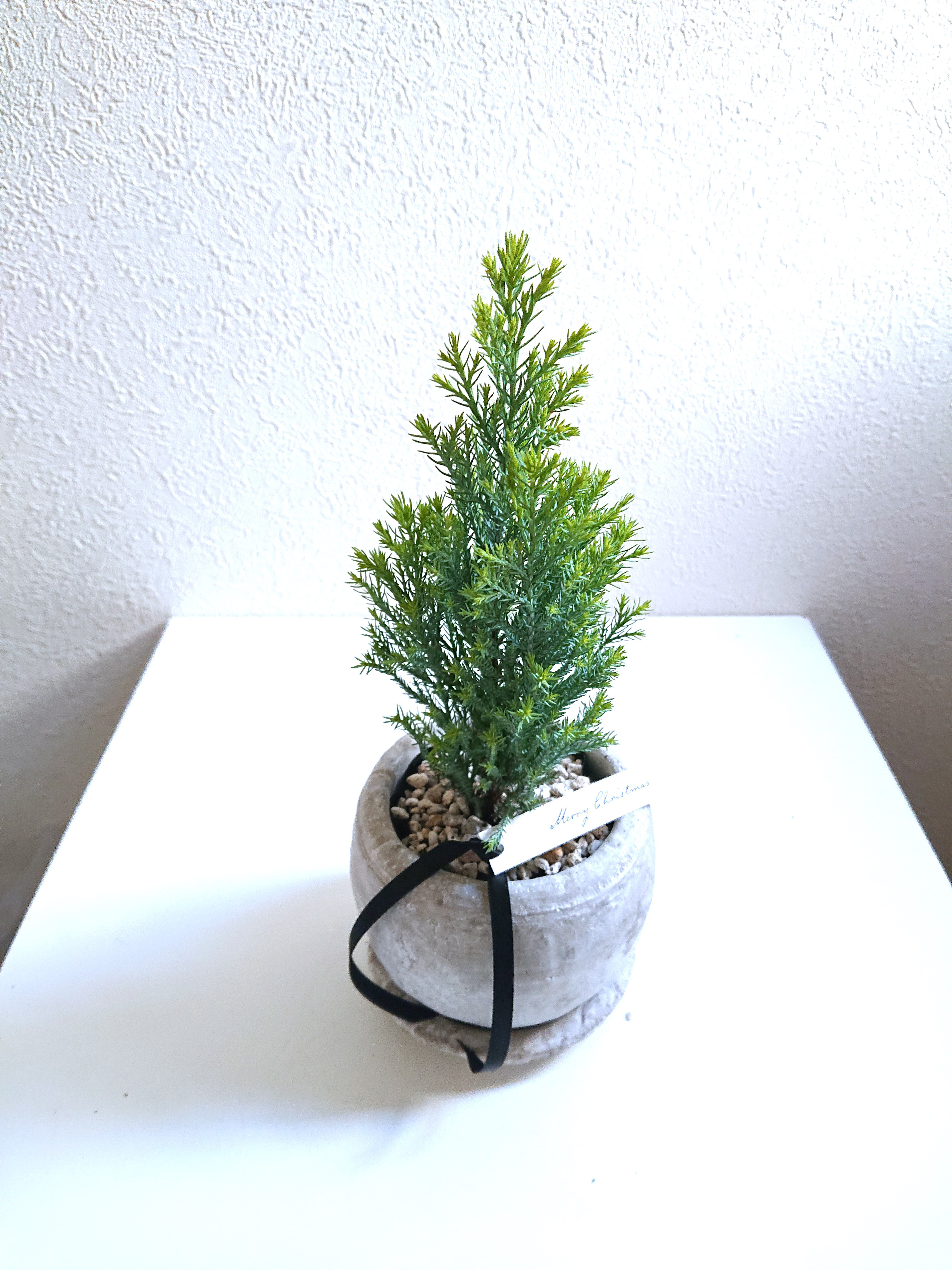 グレー鉢　送料無料 中型コニファー