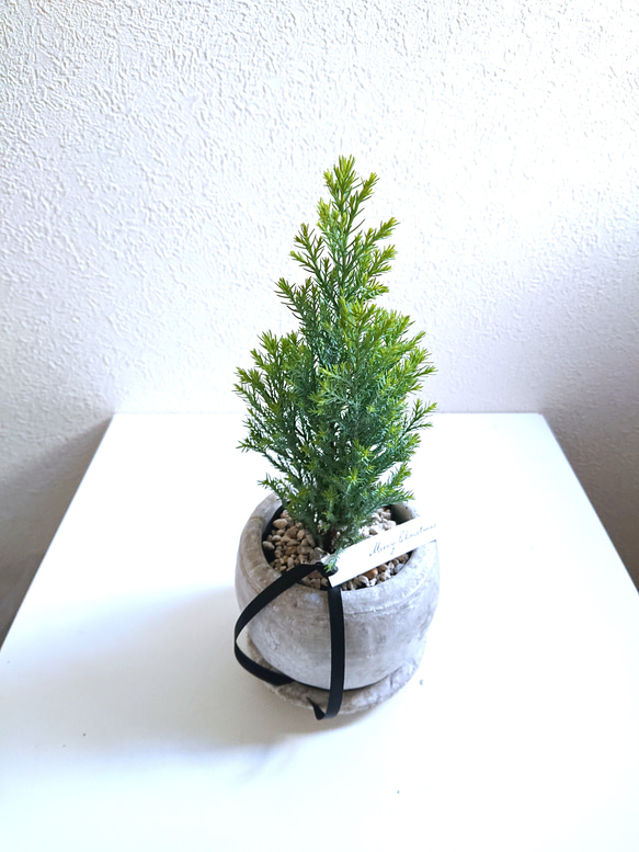 【マラソンお得クーポン配布中】 観葉植物 ユーフォルビア ホワイトゴースト 6号 白セラアート鉢 現品 多肉植物 観葉植物 鉢皿付 ギフト プレゼント  鉢植え お祝い 誕生日 贈り物 インテリア 送料無料 | 岡部グリーン有限会社
