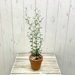 幹極太 オリーブの木 ルッカ SOUJU 8号 その他インテリア雑貨 PLANTS