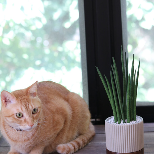 サンスベリア(バキュラリス) ＊猫が安心な観葉植物＊ 多肉植物 mugiiro  