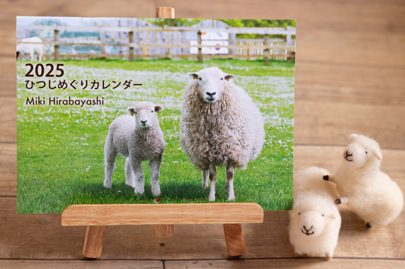 【レア】 Man カレンダー まとめ売り 2025ひつじめぐりカレンダー A4（開いてA3） 撮影：平林美紀