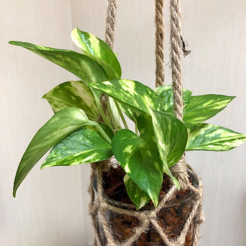 ポトス ゴールデン グラスハンギング ハイドロカルチャー ヤシチップ