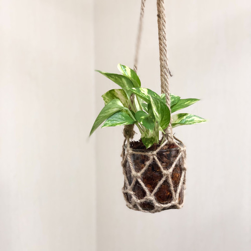 ポトス ゴールデン グラスハンギング ハイドロカルチャー ヤシチップ