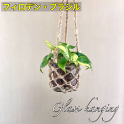 吊り下げて飾るポトス グローバルグリーン 木の香りがする