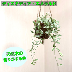 ❤️多肉植物そのまま飾れる❤️アンティーク調ティ-カップ鉢　エメランドグリーンカラー 多肉植物 ディスキディア エメラルド 木の香りがする鉢 4号サイズ