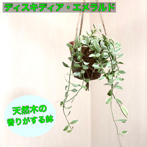 多肉植物 ディスキディア エメラルド 木の香りがする鉢 4号サイズ