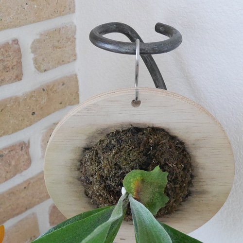 特大サイズ ビカクシダ コウモリラン 板付け ハンギング 壁掛け 直置き