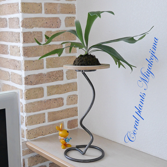 特大サイズ ビカクシダ コウモリラン 板付け ハンギング 壁掛け