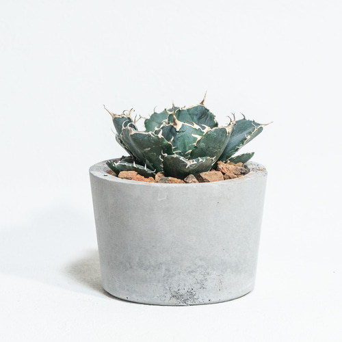 アガベ チタノタ 白鯨10株 現物迅速発送！！ W41 アガベ チタノタ 白鯨